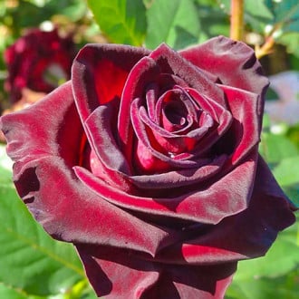 Роза чайно-гибридная Роял Баккара изображение 4