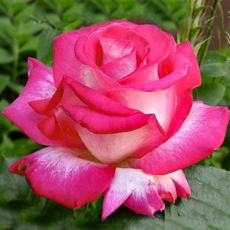 Роза чайно-гибридная Роз Гожар изображение 6