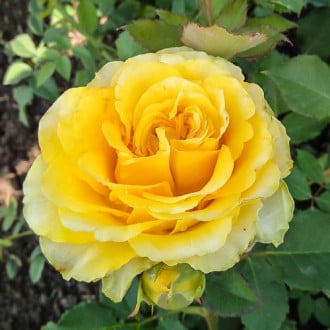 Роза чайно-гибридная Сфинкс изображение 5