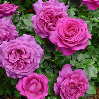 Роза чайно-гибридная Шартрез де Парм изображение 6