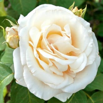 Роза чайно-гибридная Шопен изображение 5