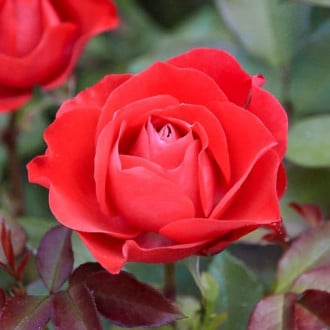 Роза чайно-гибридная Сигни Нуар изображение 2