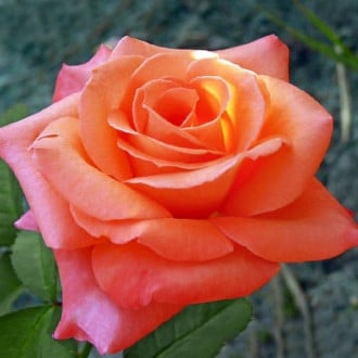 Роза чайно-гибридная Султан изображение 4