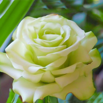 Роза чайно-гибридная Супер Грин изображение 2