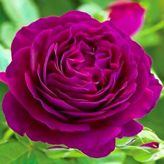Роза чайно-гибридная Твайлайт Зоун изображение 4