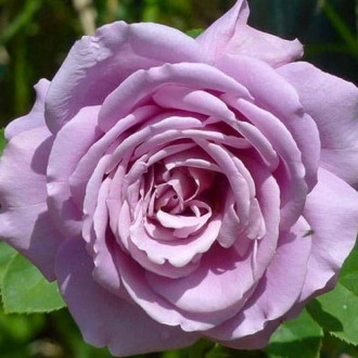 Роза чайно-гибридная Вальцтайм изображение 5