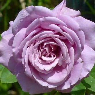 Роза чайно-гибридная Вальцтайм изображение 2