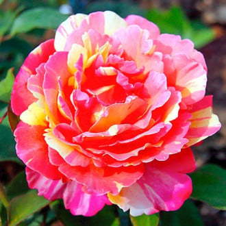 Роза чайно-гибридная Вариегата ди Барни изображение 2