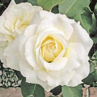 Роза чайно-гибридная Вайт Симфони изображение 6