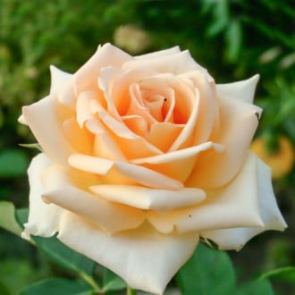 Роза чайно-гибридная Версилия изображение 6