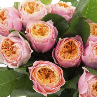 Роза чайно-гибридная Вувузела, C2 изображение 6