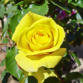 Роза чайно-гибридная Йеллоу Квин Элизабет изображение 3