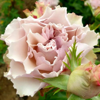 Роза чайно-гибридная Бурбон Стрит изображение 1