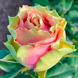 Роза чайно-гибридная Питахайя изображение 2