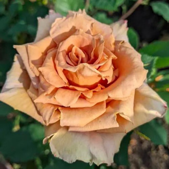 Роза чайно-гибридная Тоффи изображение 3