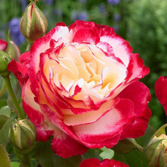Роза чайно-гибридная Дабл Делайт изображение 4