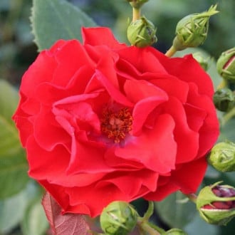 Роза флорибунда Аллотрия изображение 3