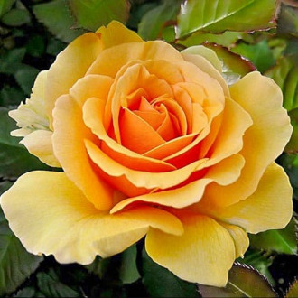 Роза флорибунда Амбер Куин изображение 5