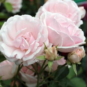 Роза флорибунда Баллада изображение 5