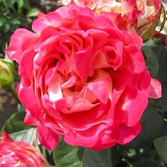 Роза флорибунда Блиц Раффлс изображение 5
