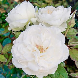 Роза флорибунда Болеро изображение 6