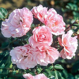 Роза флорибунда Боника изображение 6
