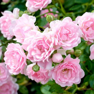 Роза флорибунда Боттичелли изображение 3