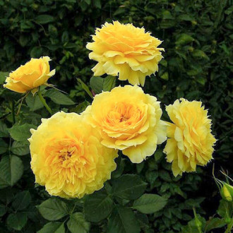 Роза флорибунда Чайна Герл изображение 2