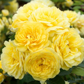 Роза флорибунда Фрезия изображение 2