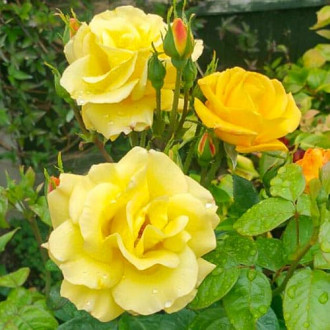 Роза флорибунда Гарден Принцесс изображение 1