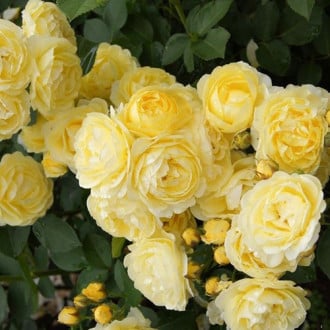 Роза флорибунда Голден Бордер изображение 6
