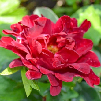 Роза флорибунда Индиан Раффлс изображение 4