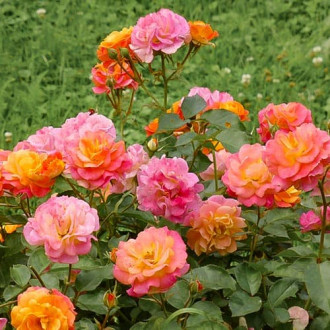 Роза флорибунда Камайо изображение 5