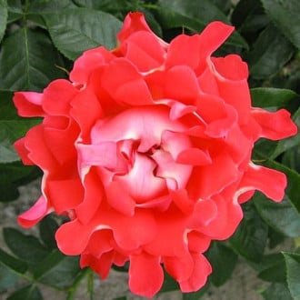 Роза флорибунда Кенди Раффлс изображение 4