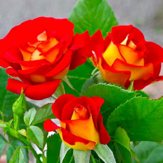 Роза флорибунда Кетчуп энд Мастард изображение 1