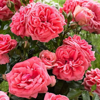 Роза флорибунда Кимоно изображение 4