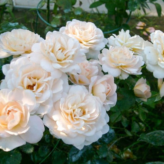 Роза флорибунда Кристал Палас изображение 3