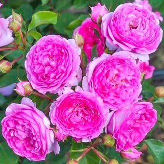 Роза флорибунда Лавандер Ваза изображение 3