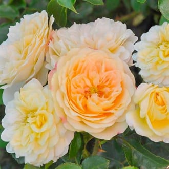 Роза флорибунда Лемон Ваза изображение 3