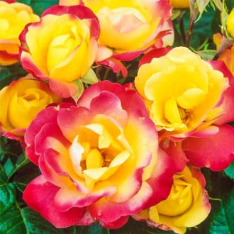 Роза флорибунда Маскарад изображение 3