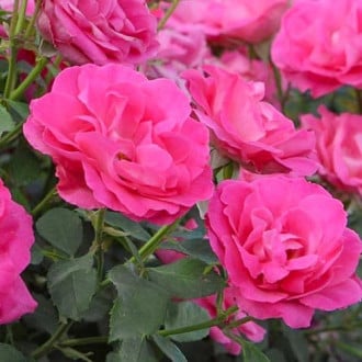 Роза флорибунда Мелроуз изображение 1
