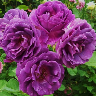 Роза флорибунда Минерва изображение 4