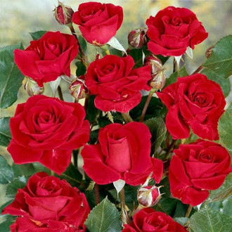 Роза флорибунда Нина Вейбул изображение 2