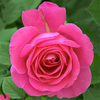 Роза флорибунда Пинк Оушен изображение 4