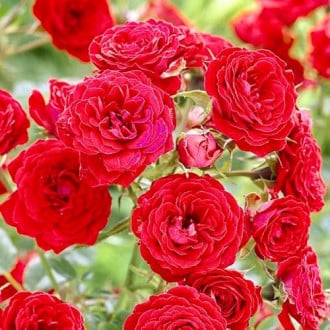Роза флорибунда Ремембранс изображение 1