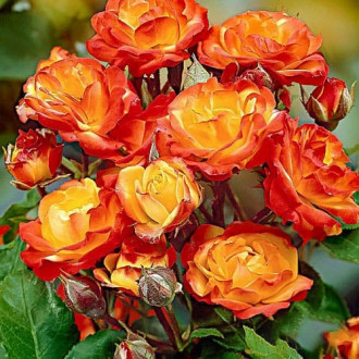 Роза флорибунда Румба изображение 6