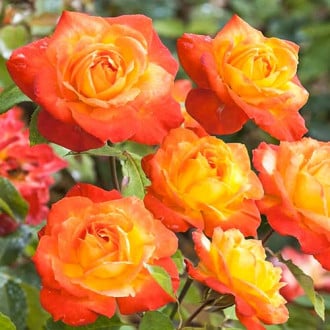 Роза флорибунда Солнечная Девочка изображение 2