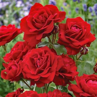 Роза флорибунда Стромболи изображение 6