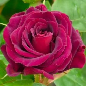 Роза флорибунда Кэтис Роуз изображение 5
