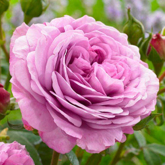 Роза флорибунда Лавендер Айс изображение 5